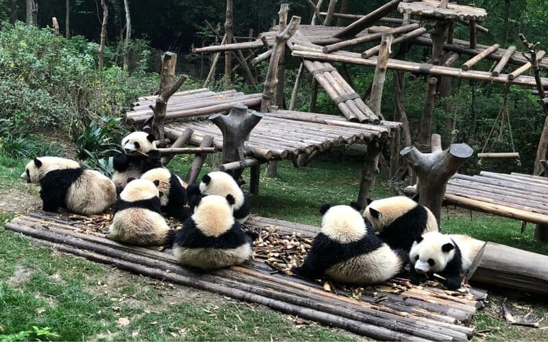 Công viên Gấu Trúc